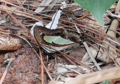 Polyura athamas