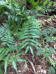 Deparia petersenii