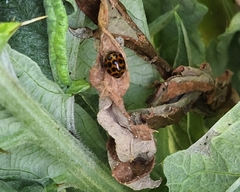 Harmonia conformis