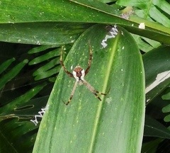 Argiope perforata