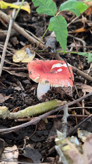 Russula cremoricolor