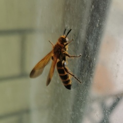 Phalerimeris phalerata