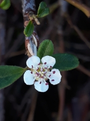 Cotoneaster × suecicus
