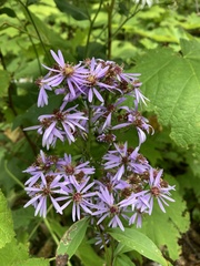 Symphyotrichum ciliolatum