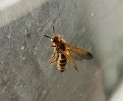 Phalerimeris phalerata