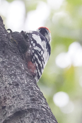 Dendrocopos leucotos