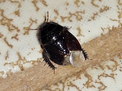 Geotomini