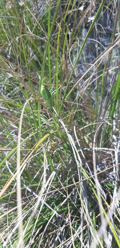 Poecilimon superbus