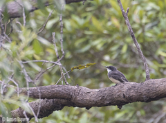 Rhipidura rufiventris