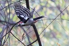 Dendrocopos leucotos