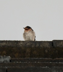 Hirundo tahitica