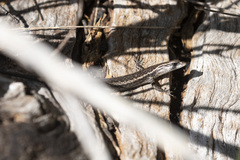 Cryptoblepharus buchananii