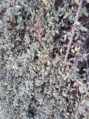 Cotoneaster × suecicus