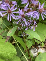 Symphyotrichum ciliolatum