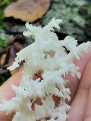 Hericium coralloides