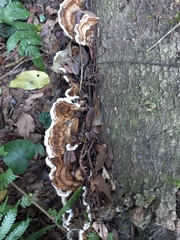 Ganoderma applanatum