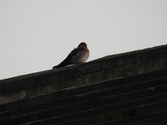 Hirundo tahitica