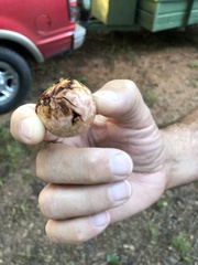 Amphibolips quercusjuglans