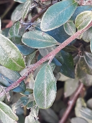 Cotoneaster × suecicus