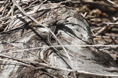 Cryptoblepharus buchananii