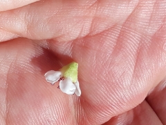 Cotoneaster × suecicus