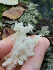 Hericium coralloides