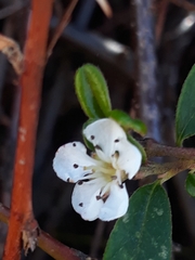 Cotoneaster × suecicus