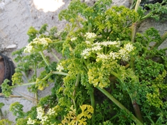 Dasispermum suffruticosum