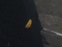 Xanthodes transversa