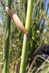 Elegia thyrsoidea