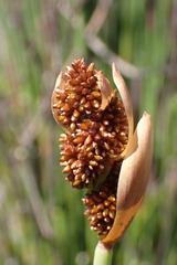 Elegia thyrsoidea