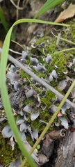 Peltigera didactyla