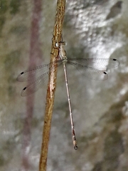 Lestidae