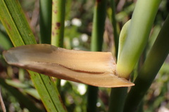 Elegia thyrsoidea