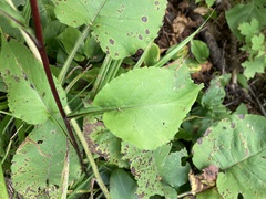 Symphyotrichum ciliolatum