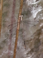 Lestidae