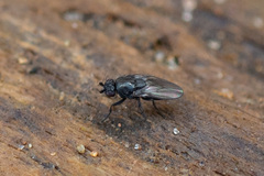 Limosininae