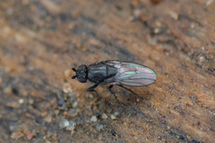 Limosininae
