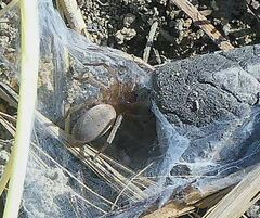 Gnaphosidae
