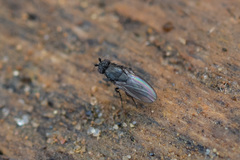 Limosininae