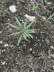 Talinum aurantiacum