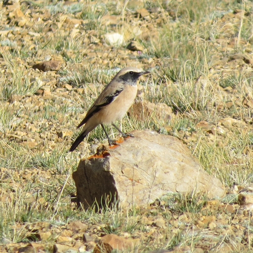 Desert Wheatear (Oenanthe deserti), photo 10