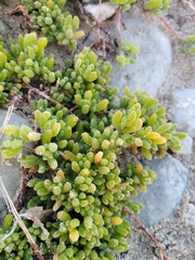 Drosanthemum candens