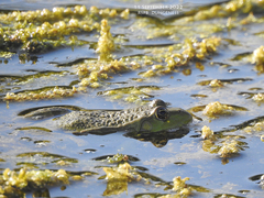Pelophylax
