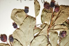 Amelanchier stolonifera