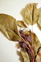 Amelanchier stolonifera