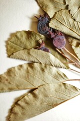 Amelanchier stolonifera