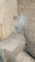 Arthropoda