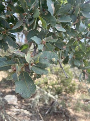 Aceria trichophila