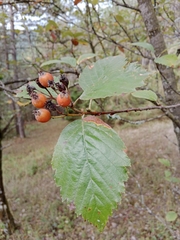Karpatiosorbus meyeri